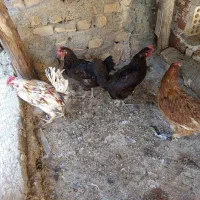 مرغ و خروس|حیوانات مزرعه|اصفهان, دستگرده|دیوار