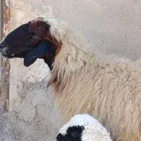 گوسفندعراقی مطفل بابره نر جهت فروش
