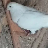 کفتر  یا کبوتر|پرنده|قرچک, مهدیه|دیوار