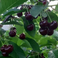آلبالو مجازی باغ خودمون