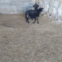 تعداد۳عددمیش