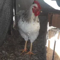 خروس جوان صددرصد ارگانیک و درجه یک