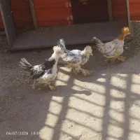 خروس وبوقلمو