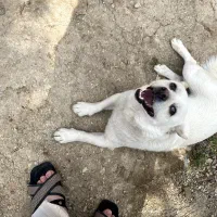 توله سگ شیواوا+اشپیتز|سگ|رستمکلا, |دیوار