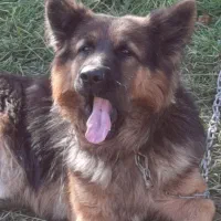 ژرمن شپرد اصل لانگ هیر