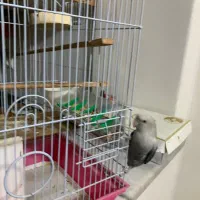 طوطی برزیلی