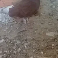 کبوتر  پرشی یا بالاگیر