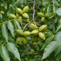 پیش‌فروش محدود نهال گردو پرمحصول|خدمات باغبانی و درختکاری|قشلاق دشت, |دیوار