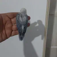 طوطی برزیلی یووینگ سرلاکی|پرنده|قدس, شهرقدس|دیوار