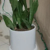 گل تعدادی گل