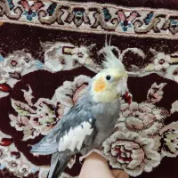 عروس هلندی