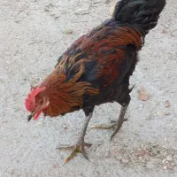 خروس محلی اصل