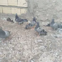 جوجه پلاکی