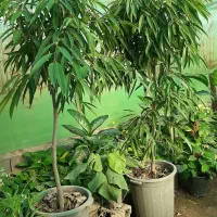 انواع گلهای بلند کنار سالنی(نیکولای آمستل اریکا)|گل و گیاه طبیعی|ساری, |دیوار