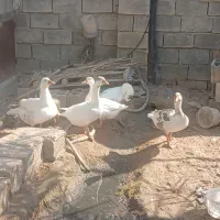 فروش دو عدد قاز و قوقاز نر