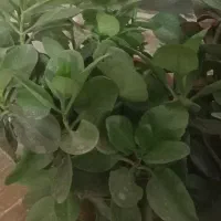 گل فروشی|گل و گیاه طبیعی|دورود, |دیوار