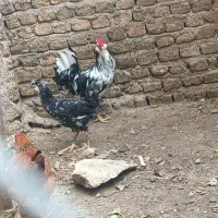 مرغ خروس گلین لری