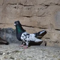 کبوتر کارل و کله|پرنده|گالیکش, |دیوار