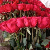 گل مهندسی ایرانی