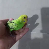 مرغ عشق