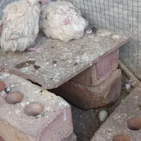 بلدرچین تخمی|حیوانات مزرعه|ایرانشهر, |دیوار