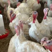 بوقلمون سفید گوشتی