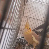 جفت عروس هلندی با یک جوجه|پرنده|چغادک, |دیوار