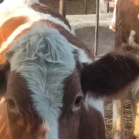 تلیسه سیمینتال