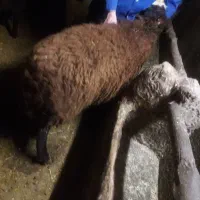 گوسفند نر|حیوانات مزرعه|هیر, |دیوار