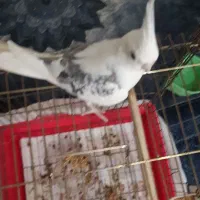 عروس هلندی|پرنده|رشت, استقامت ۲|دیوار