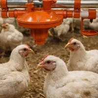 کارگر مرغداری گوشتی