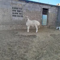 بره قوچی، میش، بز