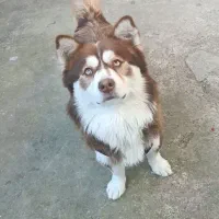 اشپیتز هاسکی|سگ|رشت, ولکس|دیوار