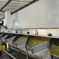 سیر ترشی گل سیر زیتون و پرورده محلی و سنتی رودبار