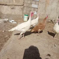 بوقلمون بیوتی سنگین وزن