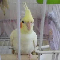 عروس هلندی جفت سالم|پرنده|سنندج, |دیوار