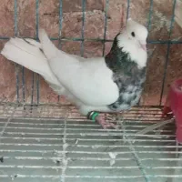جفت طوقی رو تخم