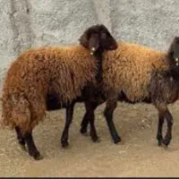 بره نر چاق کشتاری