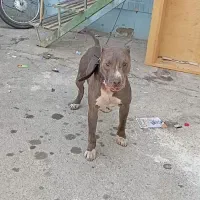 سگ پیتبول|سگ|بهارستان, |دیوار