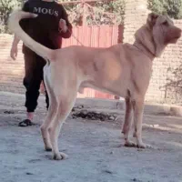 سگ پژدر
