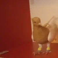 کله زرد ماده پشت ماده سار دم سفید ماده