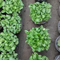 سبزه نارنج گلدان ۱۲  ژله ای