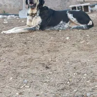 واگذاری سگ عراقی سرابی پژدر|سگ|قم, آزادگان|دیوار