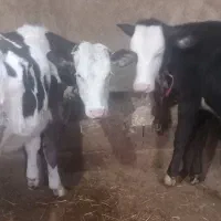 گوساله ماده سمینتال