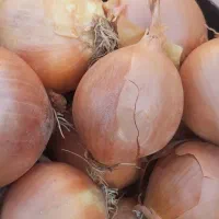 پیاز  زرد اناری لوکس فروش عمده