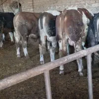 گوساله گوشتی