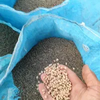 لوبیا جیرفتی