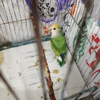 کوتوله نروماده قیمت مناسب|پرنده|آران و بیدگل, |دیوار