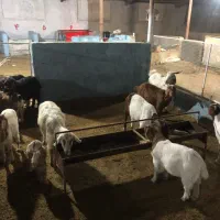 کارگر و نگهبان دامداری