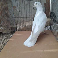 ماده سفید فروشی